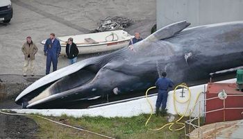 Myśliwi bez skrupułów zabili zagrożonego wyginięciem wieloryba. Nie uważają, że postąpili źle