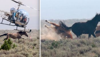 Przerażone konie uciekały przed goniącym je helikopterem. Były kierowane na drut kolczasty