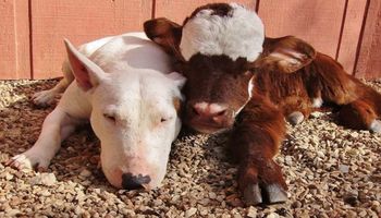 Uratowana krowa zaprzyjaźniła się z niesłyszącym psem. Czworonóg wiele ją nauczył