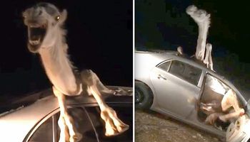 Po kolizji wielbłąd przebił się przez szybę auta. Zwierzak desperacko próbował uciec z wraku