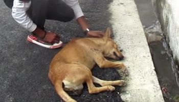 Znaleźli bezdomnego psa leżącego na drodze. Czworonóg nie reagował na żadne bodźce