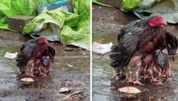 Mama kura zamieniła się w parasol, aby uchronić swoje dzieci przed ulewnym deszczem
