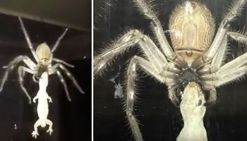 Gigantyczny pająk chodził po oknie ze swoją zdobyczą. Ten widok przeraża