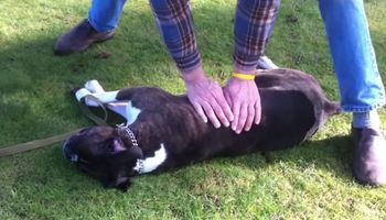 Mężczyzna wykonał resuscytację nieprzytomnemu psu. Dzięki temu uratował mu życie