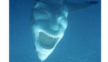 Zdjęcie rekina wywołuje u ludzi zakłopotanie. Wygląda jak uśmiechnięta twarz