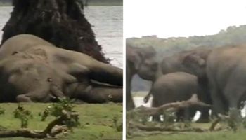 Łamiący serce rytuał słoni. Zwierzaki oddają cześć swojej zmarłej przywódczyni
