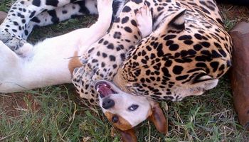 Jaguar spotyka psa, którego poznał w młodości. Dziki zwierzak natychmiast się na niego rzuca