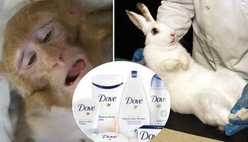 Dove podjęło decyzję w sprawie testów na zwierzętach. Szykuje się wielka zmiana