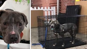 299 psów znalazło domy podczas imprezy adopcyjnej. Tylko jednego pit bulla nikt nie chciał