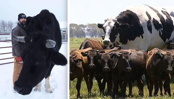 Rolnik podzielił się zdjęciem swojej gigantycznej krowy. Ma prawie 2 metry wzrostu