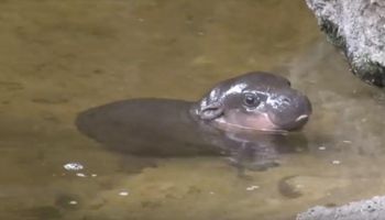 Mały hipopotam bierze swoją pierwszą kąpiel. Filmik z jego udziałem roztapia serce