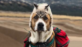 Pies i kot kochają razem podróżować, a ich zdjęcia są absolutnie epickie