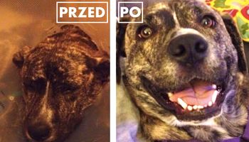 20 zdjęć psów PRZED i PO uratowaniu. One przywracają wiarę w ludzkość!
