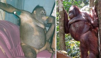Przerażająca historia orangutanki. Zmuszano ją do prostytucji w domu publicznym