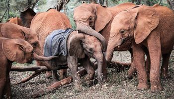 Słonie zebrały się wokół sieroty i otoczyły ją. Te zwierzaki nigdy nie przestają zadziwiać