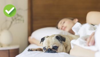 Masz problemy ze spaniem? Zaproś psa do swojego łóżka, a wyśpisz się lepiej niż kiedykolwiek!