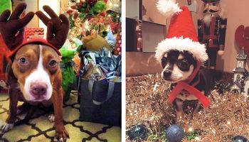 24 psy ze schroniska, które spędzą pierwsze Święta w swoich nowych domach