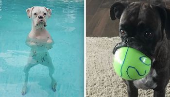 20 zdjęć, które udowadniają, że boksery nieco różnią się od innych psów