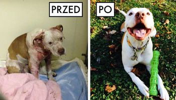22 zdjęcia psów PRZED i PO adopcji, które sprawią, że się wzruszysz