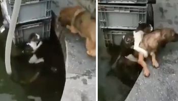 Niezwykły moment uchwycony na wideo: pies wskoczył do wody i uratował przerażonego kotka