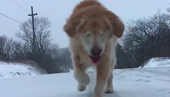Starszy i niewidomy pies bawi się na śniegu. Filmik roztopi nawet najzimniejsze serce