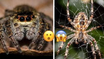 Gdy pająki zaczną ze sobą współpracować, to w ciągu roku mogą zjeść wszystkich ludzi na Ziemi