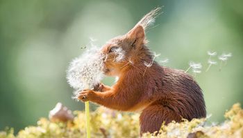 Codziennie obserwował wiewiórki i podzielił się ze światem 30 najpiękniejszymi zdjęciami