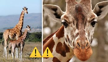 Żyrafy właśnie trafiły na listę gatunków zagrożonych wyginięciem. Ludzie nie są tego świadomi