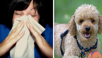 10 ras psów doskonałych dla osób cierpiących na alergię