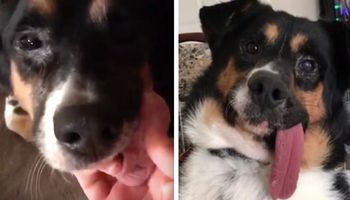 Pies zostaje poddany operacji, a po wszystkim jego język zaczyna się dziwnie zachowywać