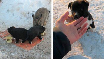 Królik uratował dwa porzucone szczeniaki. Zaopiekował się nimi jak własnymi dziećmi