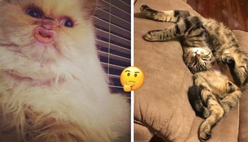 26 dziwnych zdjęć kotów, które sprawią, że krzykniesz: „CO JEST?!”