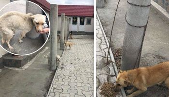 18 wychudzonych psów na łańcuchach. Zwierzaki były uwięzione przed kościołem