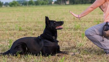 12 ras psów, które są najłatwiejsze do wyszkolenia