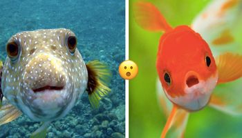 5 niesamowitych faktów o rybach, które zmienią twój sposób patrzenia na te zwierzaki