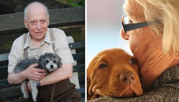 8 ras psów, które są idealnymi towarzyszami dla seniorów