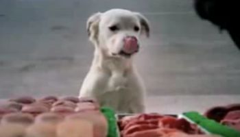 Bezdomny pies stał się gwiazdą słynnej reklamy Budwesiera. Poruszające!