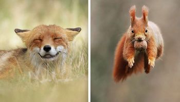 30 niezwykłych zdjęć dzikich zwierząt, w których się zakochaliśmy