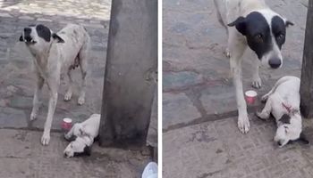 Psia mama wyje z rozpaczy i błaga, aby ktoś uratował jej ranne dziecko
