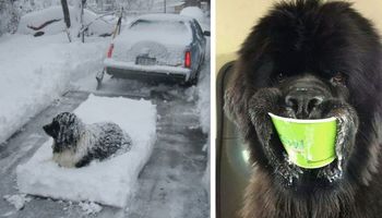 16 zdjęć, które udowadniają, że nowofundlandy nieco różnią się od innych psów