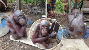Skrajnie wychudzony orangutan spędził lata na łańcuchu. Z głodu stracił nawet włosy