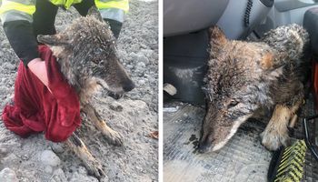 Uratowali zwierzaka z zamarzniętego jeziora. Byli przekonani, że to pies