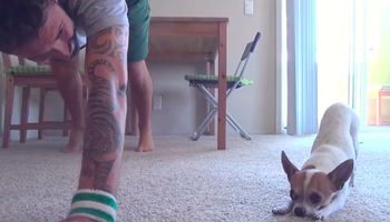 Słodka Chihuahua uprawia jogę ze swoim opiekunem. Filmik ma ponad 6 mln odtworzeń!