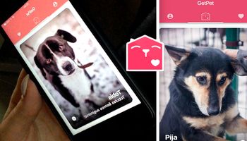 Powstała specjalna aplikacja inspirowana popularnym Tinderem. Jest przeznaczona dla psów