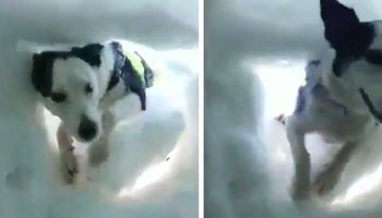 Przysypany śniegiem mężczyzna sfilmował, jak pies górski go ratuje. To jest piękne!