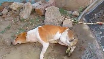 Wyczerpany pies leżał na ziemi i nie miał siły się podnieść. Ukrywał straszliwą ranę