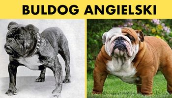 12 ras psów, których wygląd bardzo zmienił się na przestrzeni 100 lat