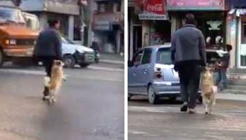 Pies chwyta opiekuna za rękę i przechodzi przez ulicę. Ludzie przecierają oczy ze zdziwienia