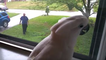 Tata papugi wraca z pracy, a ona wita go w najsłodszy z możliwych sposobów