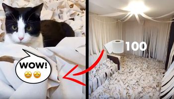 Rozwinęli 100 rolek papieru toaletowego po pokoju, a następnie wpuścili do niego kota